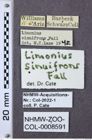 Etiketten zu Gambrinus sinuifrons (NHMW-ZOO-COL-0008591)